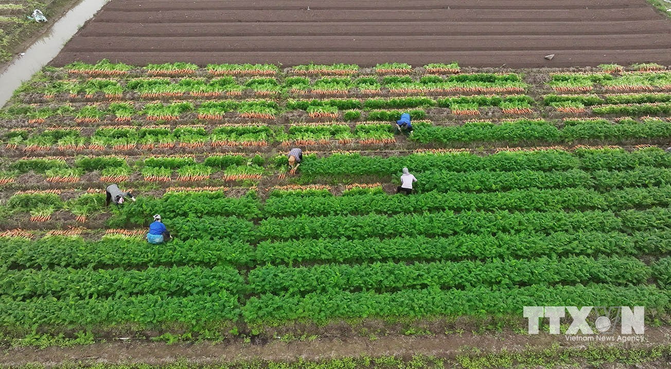Xã Tuệ Tĩnh là một trong những địa phương có diện tích trồng cà rốt lớn nhất của thành phố Hải Phòng, với diện tích trồng năm 2025 - 2026 là 495ha, năng suất bình quân ước 504 tạ/ha. (Ảnh: Vũ Sinh/TTXVN)
